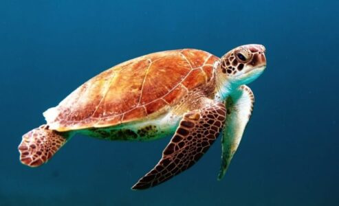 The turtle friendly Oceanographic Museum of Monaco