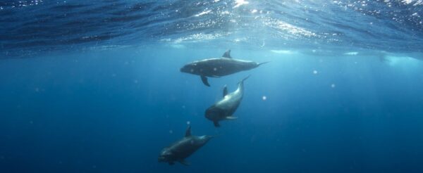 bruits sous-marins