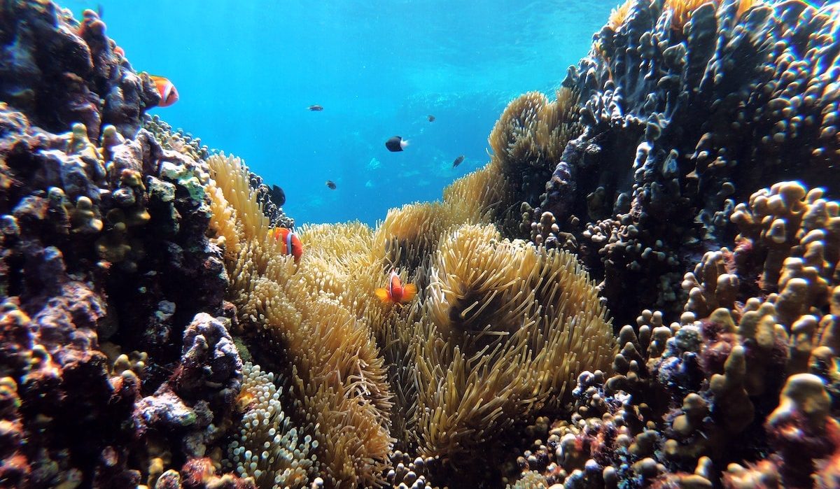 Monaco and Germany pledge $10 million to save the world’s corals