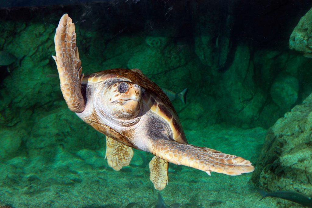 Monaco-turtles-biodiversity-oceanographic-museum