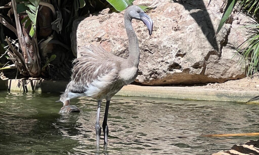 jeune-flamand-rose-jardin-animalier