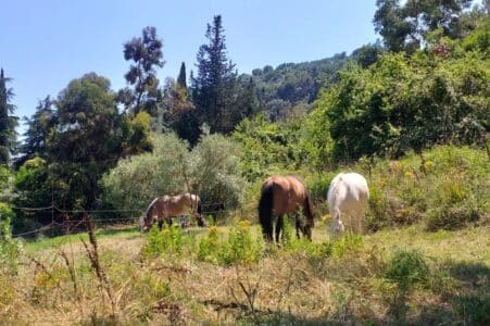 alterrecho cagnes sur mer