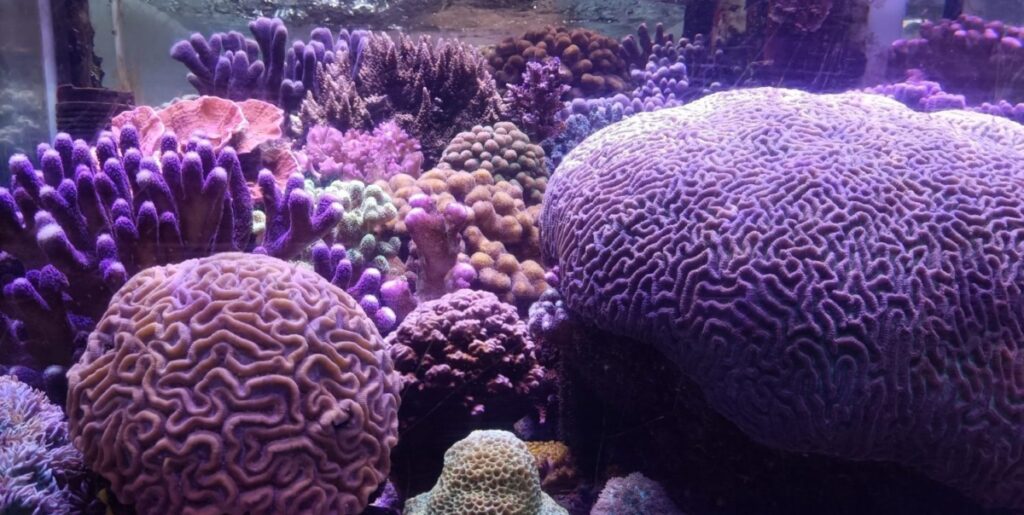 récif-coraline