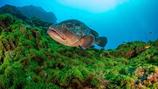 photo-sous-marine-exposition-galerie-des-pecheurs-monaco