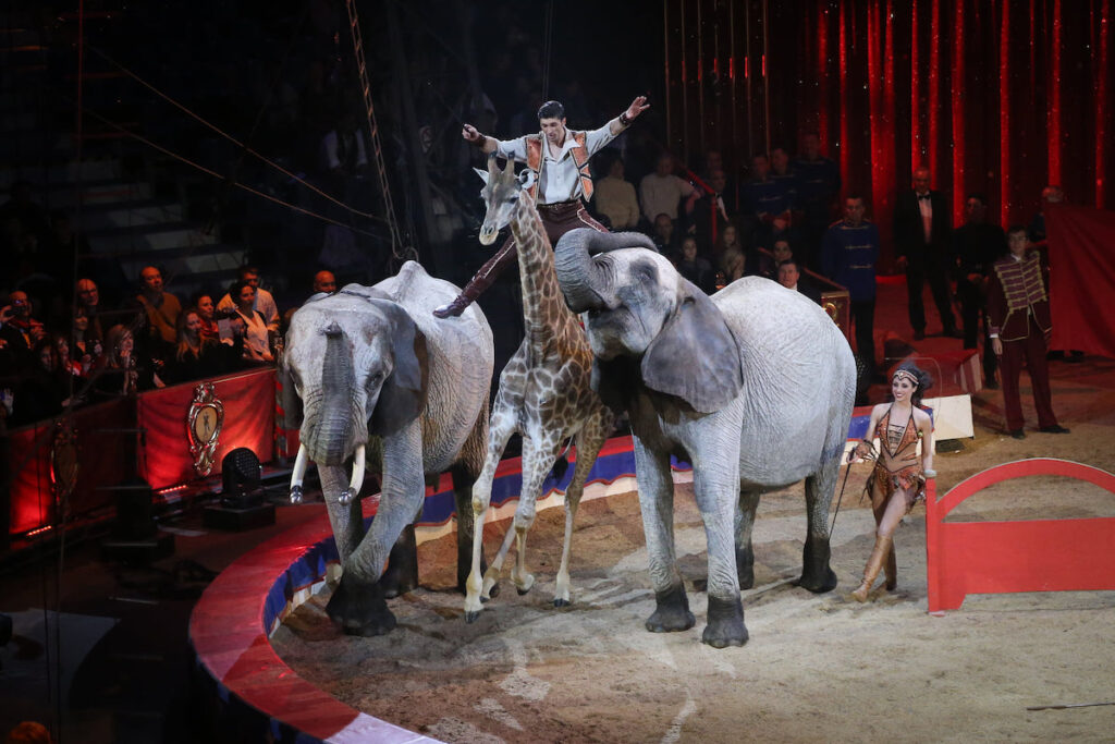 festival-cirque-monte-carlo