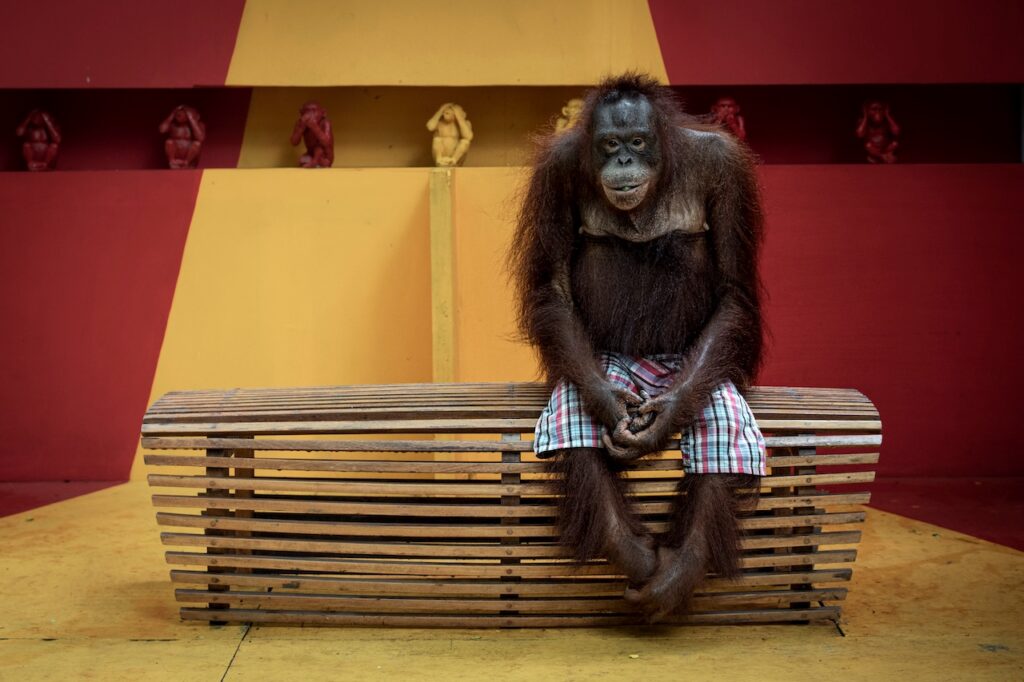 aaron-gekoski_orangutan-see-no-evil