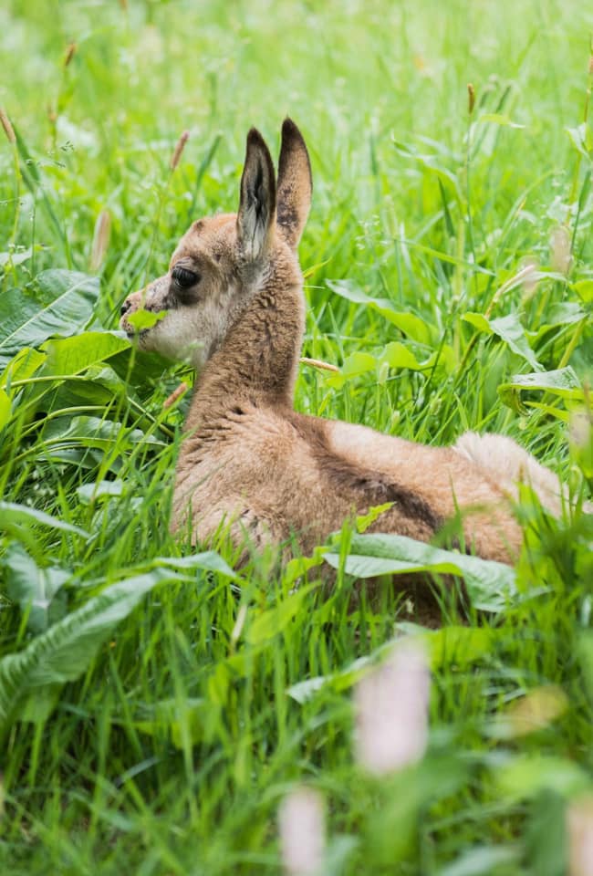 chamois-mercantour