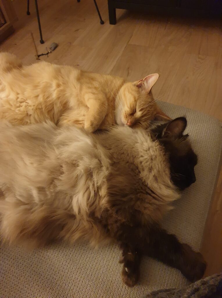 chats-sieste