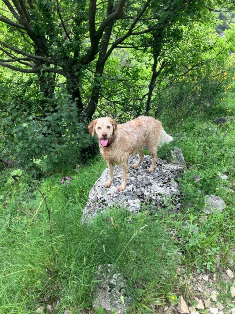 chien-concours-jardin animalier