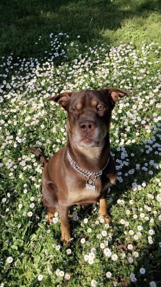 chien-jardin-animalier