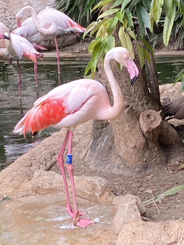 flamant-rose-concours-jardin-animalier