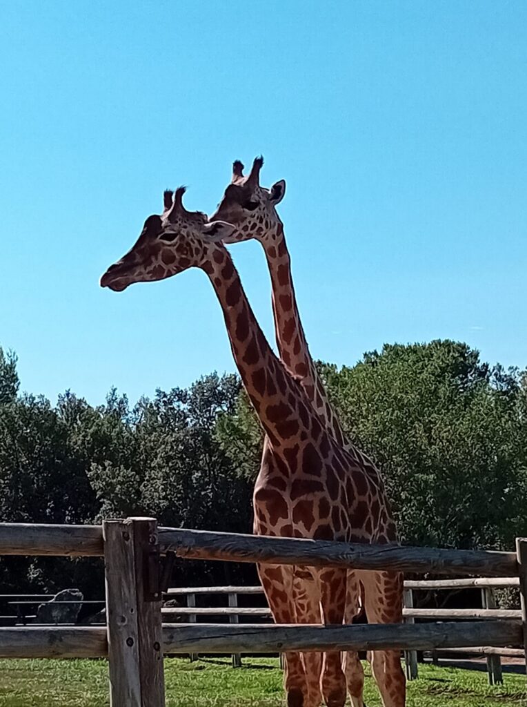 girafes-concours-jardin-animalier