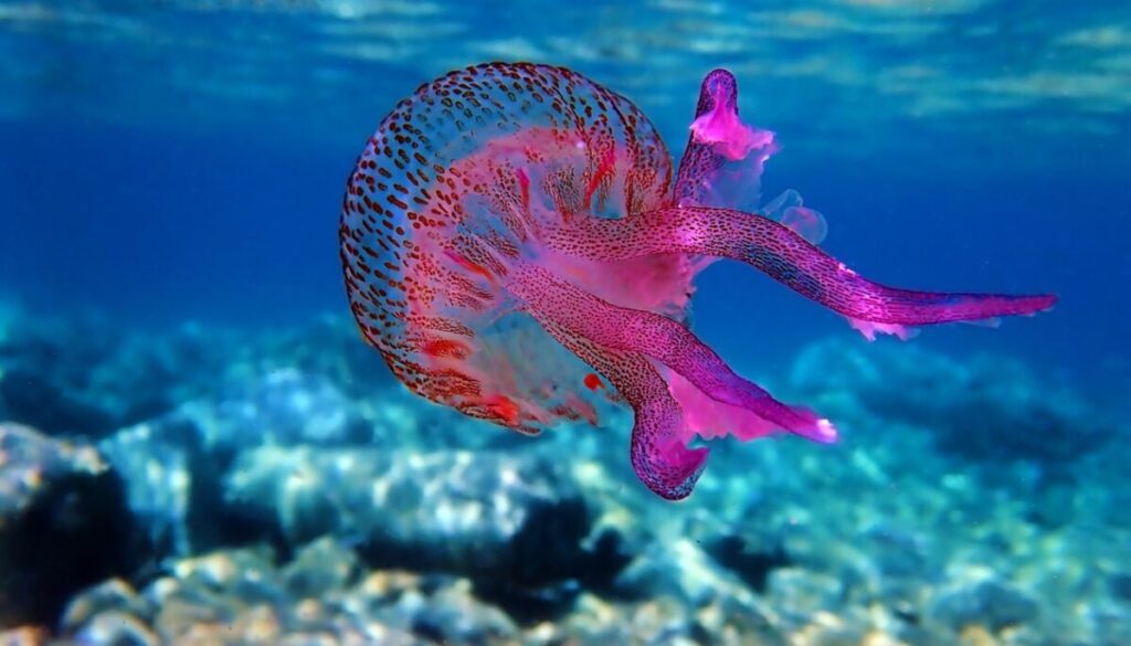meduse-pelagique-