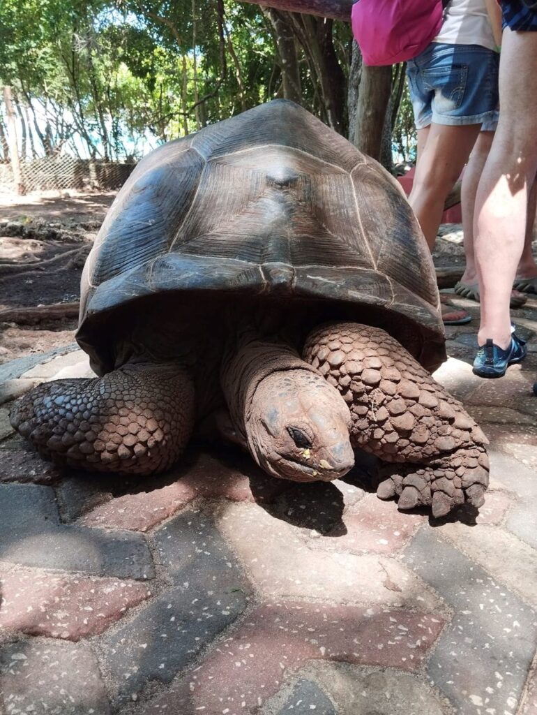 tortue-concours jardin-animalier