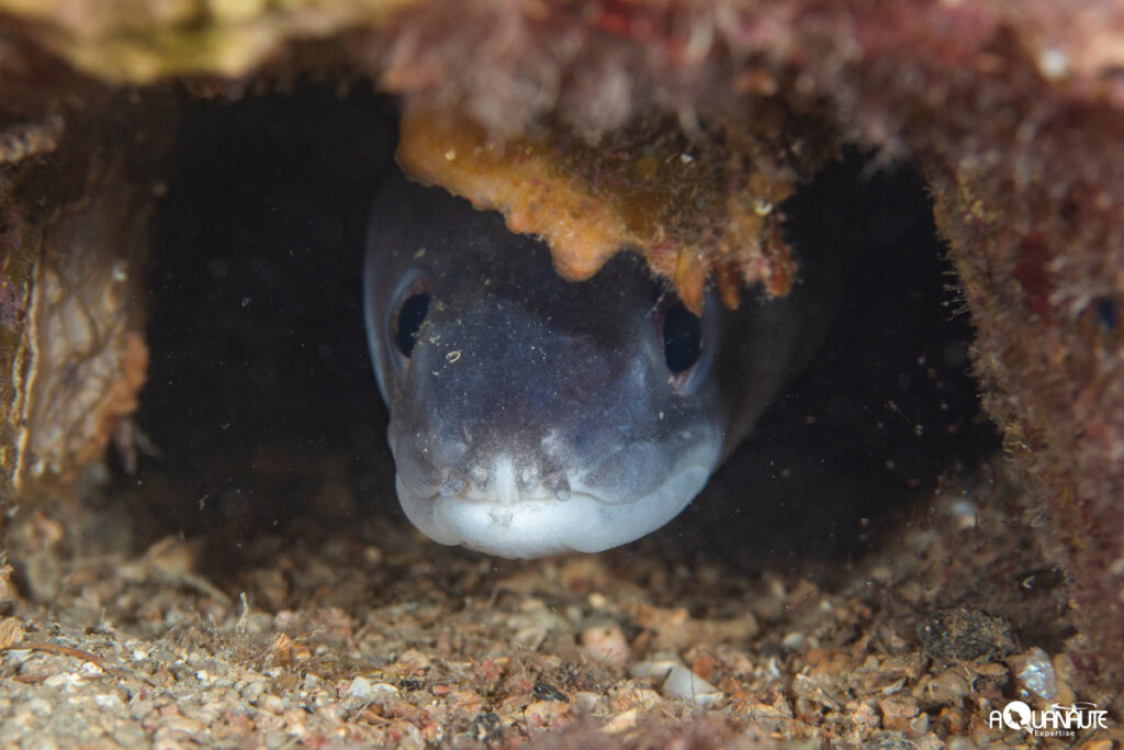 Corb and grouper census